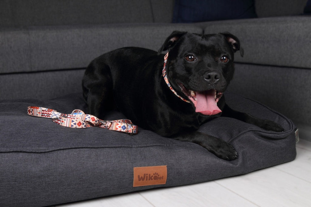 Dog Collar With a Plastic Buckle - Boho